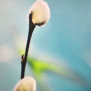 Meet your Posher, Dwayne